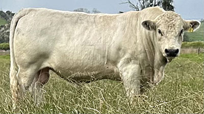 Belgian Blue Bull - Woodleigh 3319