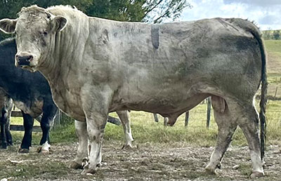 Belgian Blue Bull - Woodleigh 3325