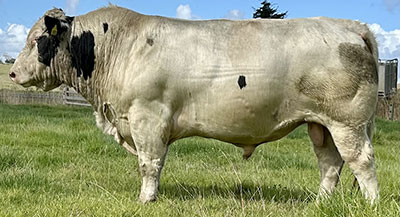 Belgian Blue Bull - Woodleigh 3331