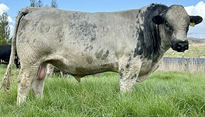 Belgian Blue Bull - Woodleigh 3332