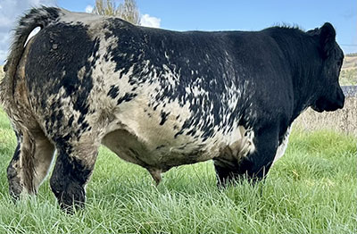 Belgian Blue Bull - Woodleigh 3333