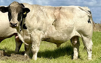 Belgian Blue Bull - Woodleigh 3346