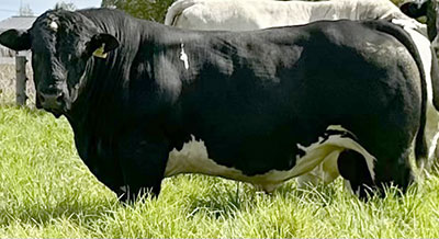 Belgian Blue Bull - Woodleigh 3357