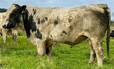 Belgian Blue Bull - Woodleigh 4404