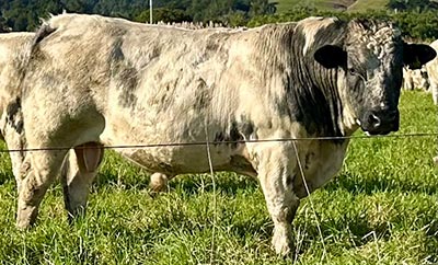 Belgian Blue Bull - Woodleigh 4407