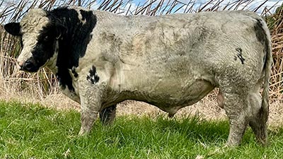 Belgian Blue Bull - Woodleigh 4418