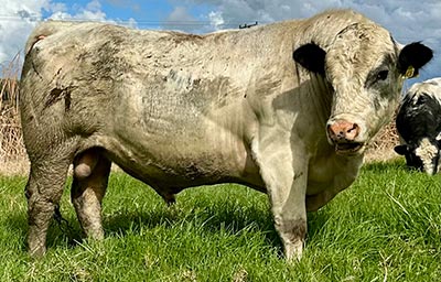 Belgian Blue Bull - Woodleigh 4436