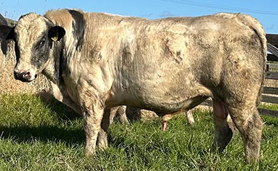 Belgian Blue Bull - Woodleigh 4443