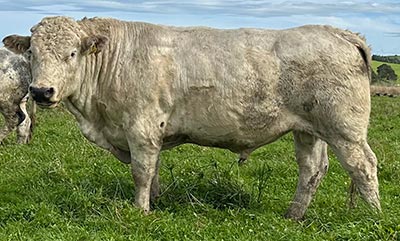 Belgian Blue Bull - Woodleigh 4453