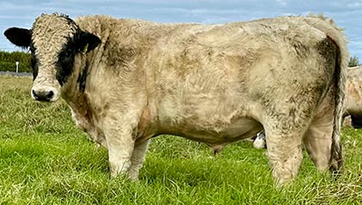 Belgian Blue Bull - Woodleigh 4464