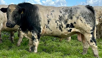 Belgian Blue Bull - Woodleigh 4477