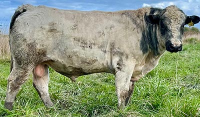 Belgian Blue Bull - Woodleigh 4480