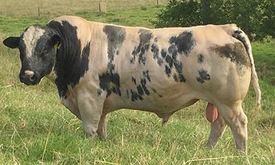 Belgian Blue Bull - Woodleigh Citation