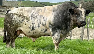 Belgian Blue Bull - Woodleigh Drum