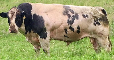 Belgian Blue Bull - Woodleigh Distinction