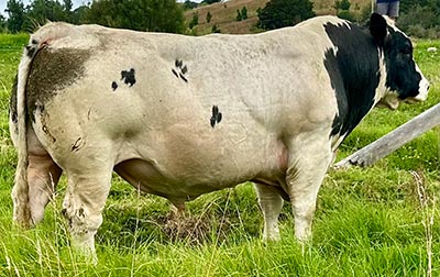 Belgian Blue Bull - Woodleigh Emperor