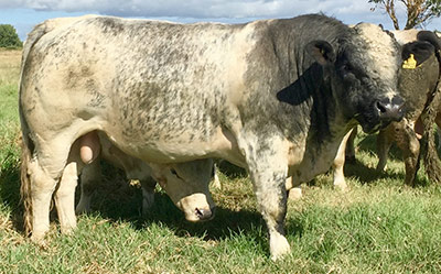 Belgian Blue Bull - Woodleigh Ensign