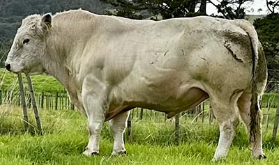 Belgian Blue Bull - Woodleigh Ermine