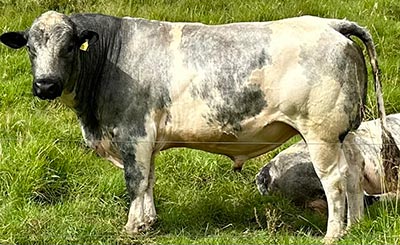 Belgian Blue Bull - Woodleigh Falcon