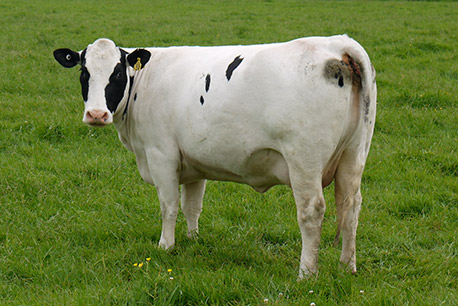 Woodleigh Blue Belle 149