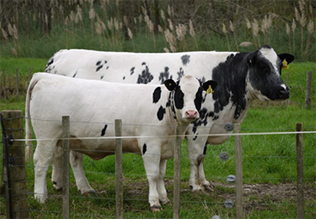 Woodleigh Blue Belle 53rd and heifer calf Blue Belle 149