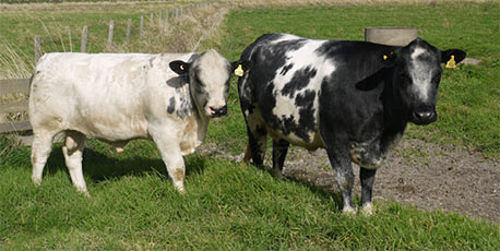 Woodleigh Contessa Gay 24th and Woodleigh Western