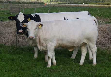 Woodleigh Grateful 16th & Heifer Calf l 24th