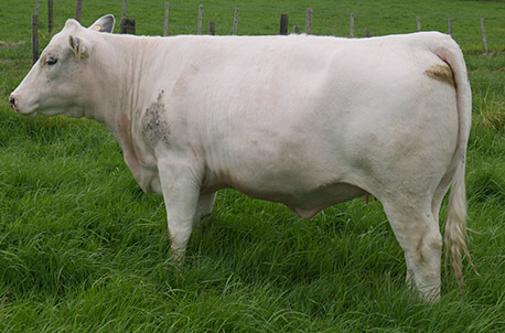 Woodleigh Grateful 24th