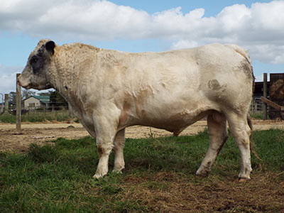 Belgian Blue Bull - Woodleigh 1902