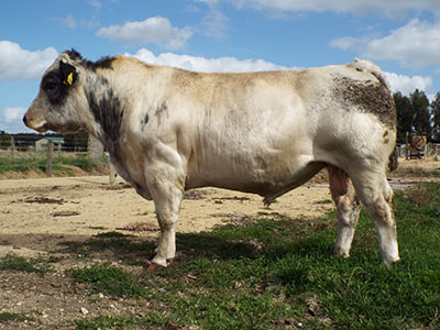 Belgian Blue Bull - Woodleigh 1943