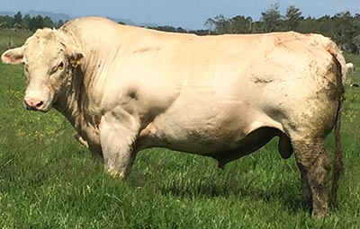 Belgian Blue Bull - Woodleigh Yeoman