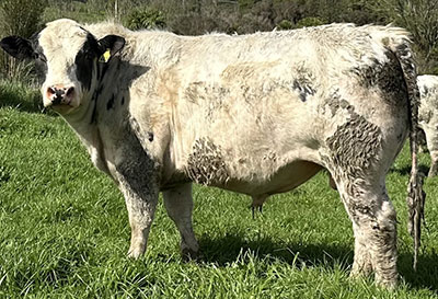 Belgian Blue Bull - Woodleigh 4408