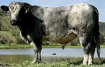 Belgian Blue Bull - Woodleigh 4416