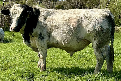 Belgian Blue Bull - Woodleigh 4418
