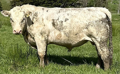 Belgian Blue Bull - Woodleigh 4420