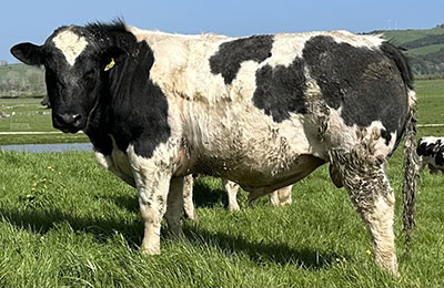 Belgian Blue Bull - Woodleigh 4423