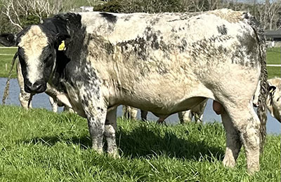 Belgian Blue Bull - Woodleigh 4428
