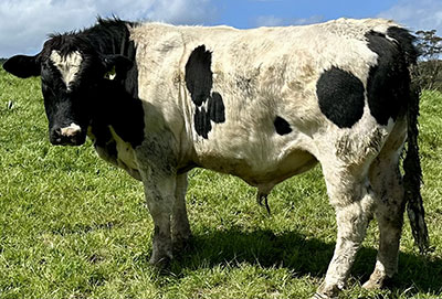 Belgian Blue Bull - Woodleigh 4433