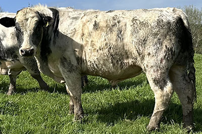 Belgian Blue Bull - Woodleigh 4443