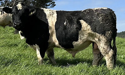 Belgian Blue Bull - Woodleigh 4445