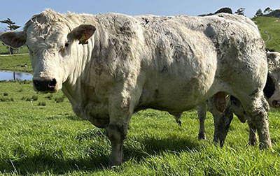 Belgian Blue Bull - Woodleigh 4453