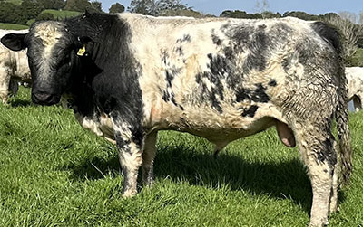 Belgian Blue Bull - Woodleigh 4477