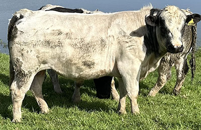 Belgian Blue Bull - Woodleigh 4480