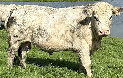 Belgian Blue Bull - Woodleigh 4488